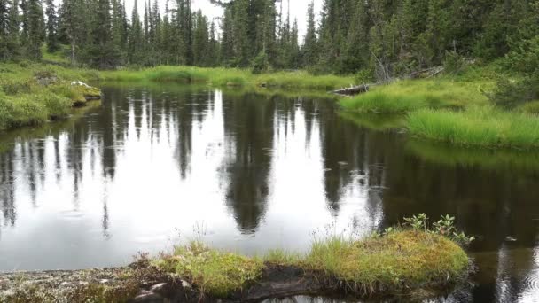 Lluvia Suave Que Cae Sobre Superficie Reflectante Pequeño Lago Forestal — Vídeo de stock