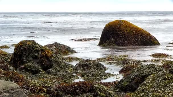 オホーツク海 ロシア 択捉島 海の波は 藻類に覆われた海岸沿い岩の上を破る スローモーションで 240 Fps — ストック動画