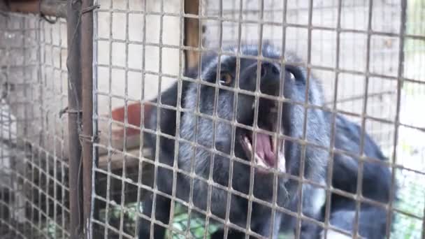 Granja Pieles Zorro Negro Jaula Mirando Afuera — Vídeos de Stock