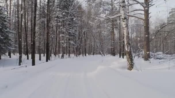 Γραφική Θέα Της Χιονόπτωσης Μέσα Στο Δάσος Του Χειμώνα — Αρχείο Βίντεο