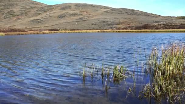 Rivière Gros Plan Printemps Sibérie Russie — Video