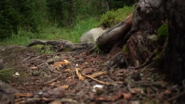 その自然の生息地でシマリスのクローズ アップ ビュー — ストック動画