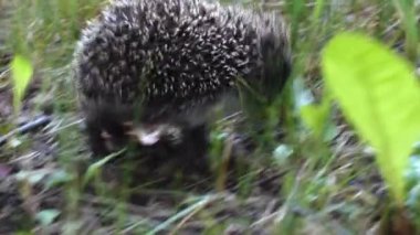 Yeşil çimlerde yürüyen vahşi kirpi. Doğada kirpi