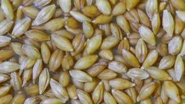 Bira hazırlamak için organik arpa taneleri.