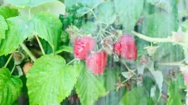 Yağmurda bir dalda taze olgun kırmızı ahududu manzarası.