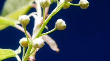 Kuş-kiraz çiçekleri zaman aşımına uğradı. Mavi arkaplan 