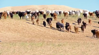 Kumlu çöl sınırında otlayan keçi sürüsü. Moğol-El, Batı Moğolistan.