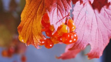 Güneşli sonbahar gününde kırmızı sonbahar yaprakları ve ıslak olgun meyvelerin yakın görüntüsü, seçici odaklanma.