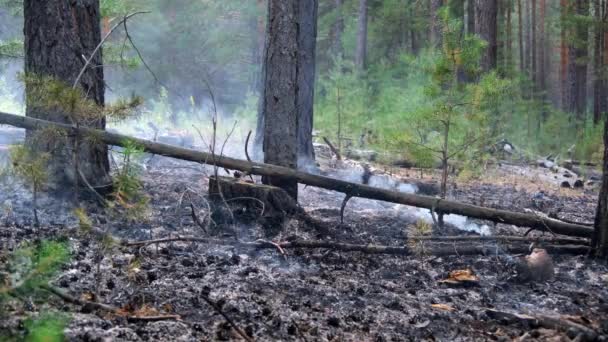 Kouř Oheň Stromy Lesním Požáru — Stock video
