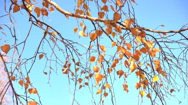 青空に背を向ける紅葉の白樺の枝 — ストック動画