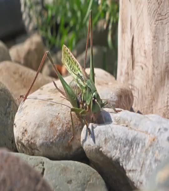Närbild Big Green Grasshopper Stenen — Stockvideo