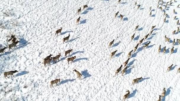 Vista Aérea Veados Siberianos Selvagens Encosta Coberta Neve Nas Montanhas — Vídeo de Stock