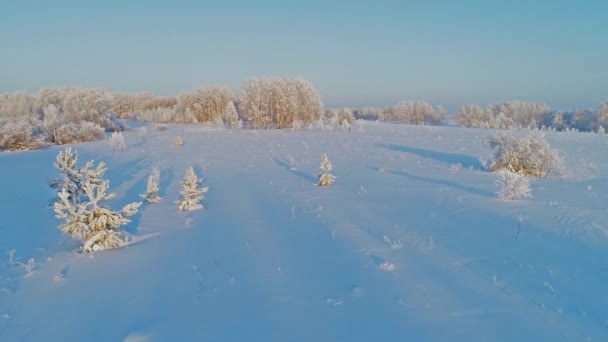 美しい雪に覆われた冬の森の空中風景 — ストック動画