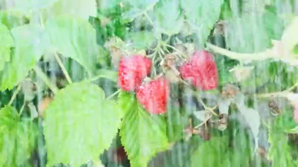 在雨中在树枝上看到新鲜成熟的红色覆盆子的特写 — 图库视频影像