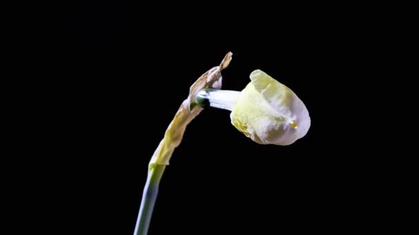 Närbild Vackra Öppning Narcissus Blomma Svart Bakgrund — Stockvideo