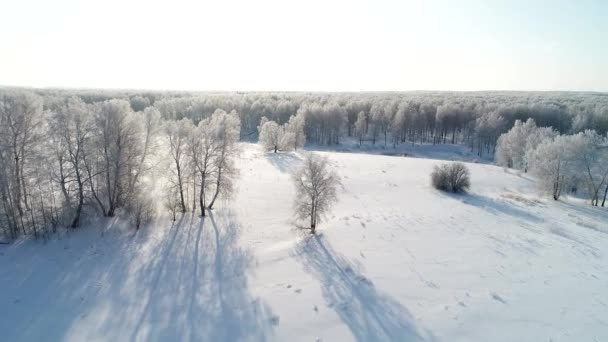 美しい雪に覆われた冬の森の空中風景 — ストック動画