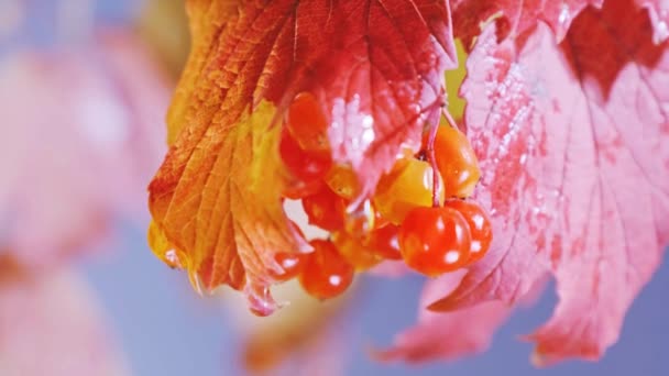 Крупный План Красных Осенних Листьев Влажных Спелых Ягод Солнечный Осенний — стоковое видео