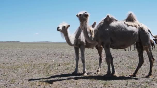 Bactrian Kamelen Mongoolse Stenen Woestijn West Mongolië — Stockvideo