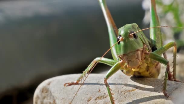 커다란 초록색 메뚜기가 모습을 가까이 — 비디오