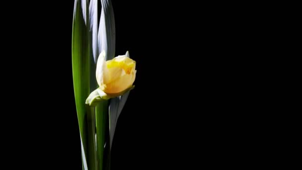 黒を背景に美しいオープニングナルシスの花のクローズアップ — ストック動画