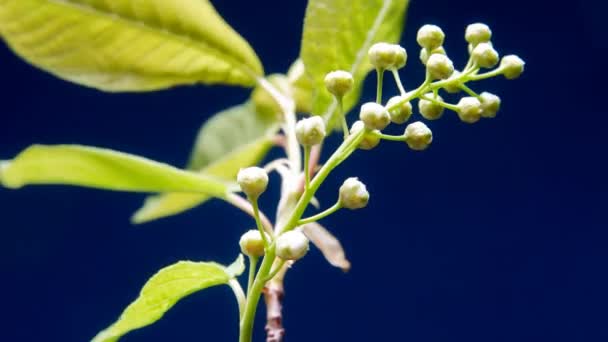 Pássaro Cereja Flores Florescendo Lapso Tempo Fundo Azul — Vídeo de Stock