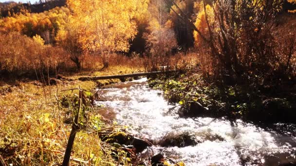 Vue Aérienne Rivière Montagne Dans Forêt Automne — Video