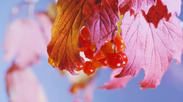 秋天里阳光明媚的红秋叶和湿成熟浆果的特写 有选择地聚焦 — 图库视频影像