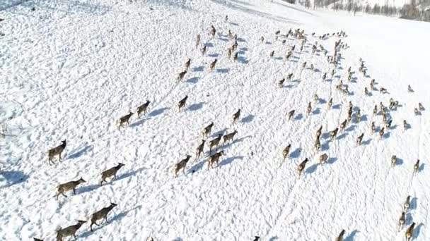Vista Aérea Veados Siberianos Selvagens Encosta Coberta Neve Nas Montanhas — Vídeo de Stock