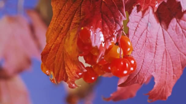 Nahaufnahme Roter Herbstblätter Und Nasser Reifer Beeren Sonnigen Herbsttagen Selektiver — Stockvideo