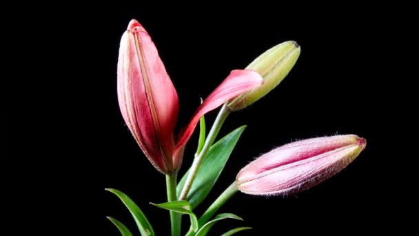 Timelapse Ouverture Lys rouge Fleurs sur fond noir 