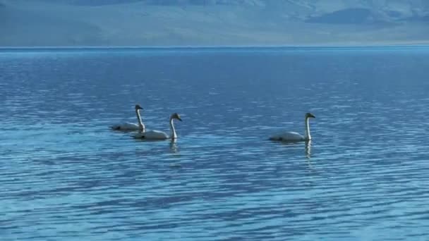 蒙古西部托尔博努尔湖美丽的白天鹅 — 图库视频影像