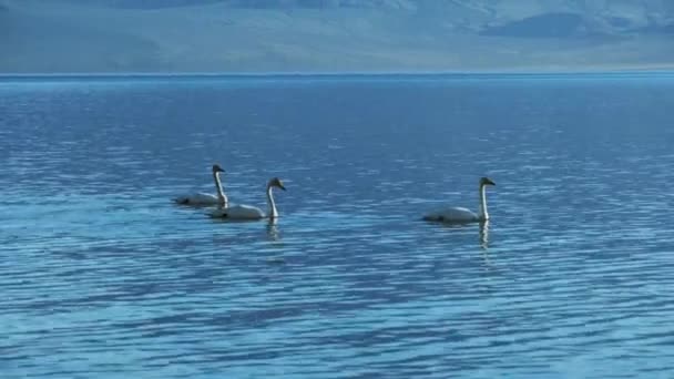 Krásné Bílé Labutě Jezeře Tolbo Nuur Západní Mongolsku — Stock video