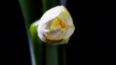 Siyah arka planda güzel bir narsisli çiçeğin yakın plan görüntüsü