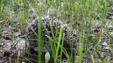 Yeşil çimlerde yürüyen vahşi kirpi. Doğada kirpi