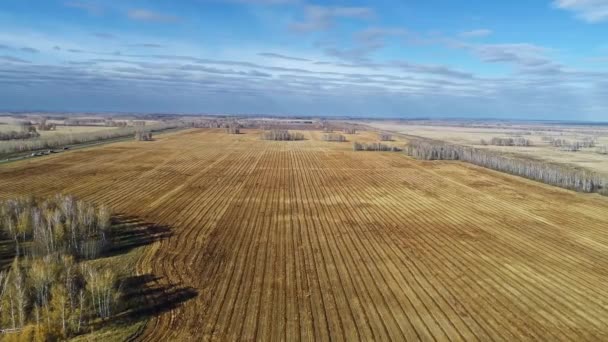 Осеннее Сельскохозяйственное Поле Пшеницы Сбор Урожая Воздуха — стоковое видео