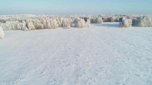 Flygfoto Över Vackra Snötäckta Vinterskog — Stockvideo