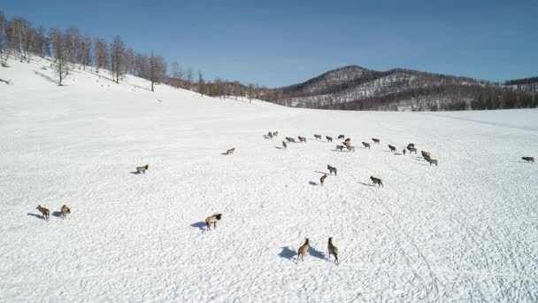 山の中の雪に覆われた丘の中腹に野生のシベリアの鹿の空中ビュー — ストック動画