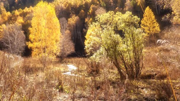 Ρυάκι Που Ρέει Μέσα Από Ένα Ηλιόλουστο Δάσος Σημύδας Φθινόπωρο — Αρχείο Βίντεο