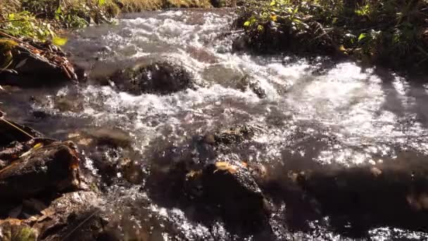 Arroyo Montaña Bosque Otoñal Movimiento Lento — Vídeos de Stock