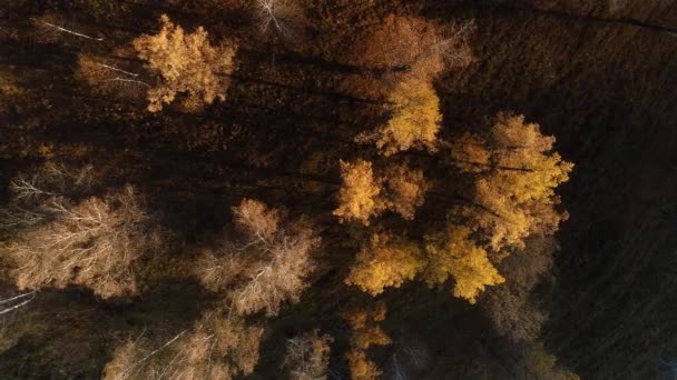 Top View Yellow Autumn Forest — Stock Video