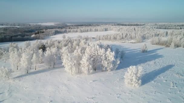 霜で覆われた雪の白い白樺の森の空中ビュー — ストック動画