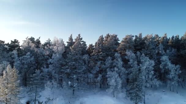 Vista Aérea Del Bosque Abedul Blanco Cubierto Nieve Con Hoarfrost — Vídeos de Stock