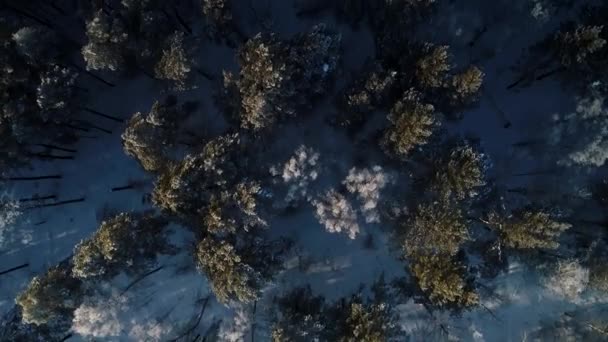 Veduta Aerea Della Foresta Betulle Bianca Innevata Coperta Hoarfrost — Video Stock