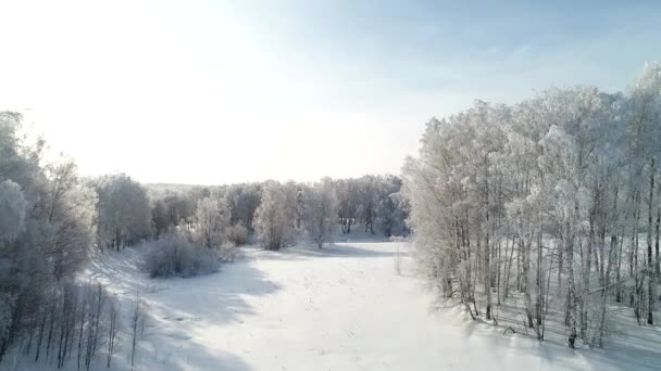 霜で覆われた雪の白い白樺の森の空中ビュー — ストック動画