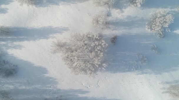 Flygfoto Över Snöig Vit Björkskog Täckt Med Hjorfrost — Stockvideo