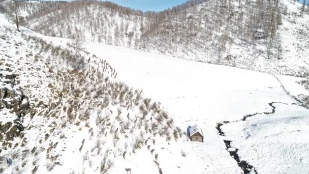 Σιβηρικό Ελάφι Άγρια Σιβεριανά Ελάφια Στο Χειμερινό Δάσος — Αρχείο Βίντεο
