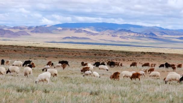 Fårbesättning Som Betar Gränsen Till Sandöknen Mongoliet Els Västra Mongoliet — Stockvideo