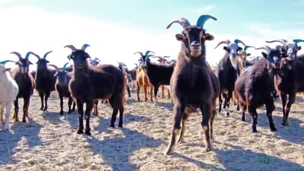 Kumlu Çöl Sınırında Otlayan Keçi Sürüsü Moğol Batı Moğolistan — Stok video