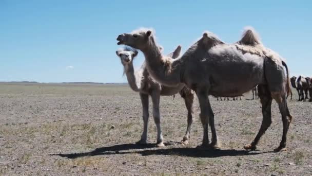 Бактрийские Верблюды Монгольской Каменной Пустыне Западная Монголия — стоковое видео