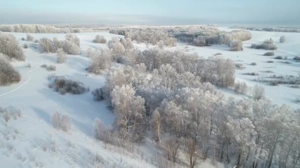 Paesaggio Forestale Invernale — Video Stock